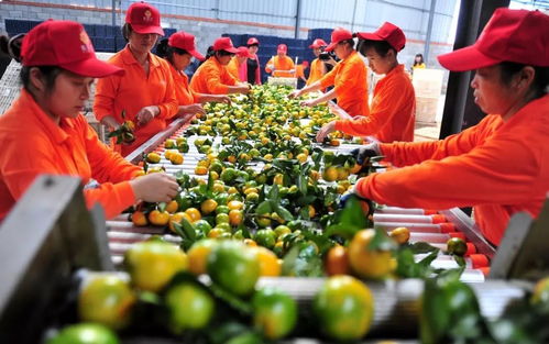 农产品加工业深度不够 但中国种养业加速向农产品加工业延伸