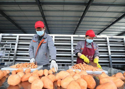 广西融安 红薯飘香脱贫路 加工增值产业兴