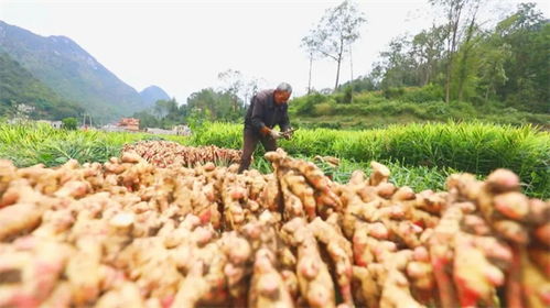 粤黔协作助力关岭自治县地标农产品 坡贡小黄姜 产销两旺