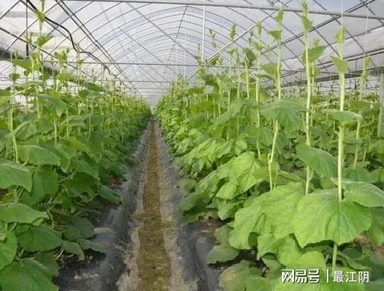 省级认证 好吃