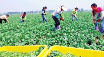 农产品洗涤用品市场 千亿蓝海，致富新机遇