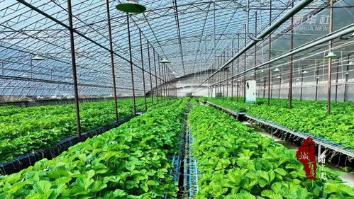 千城百县看中国 山东广饶 工厂化育苗 助推农业产业化