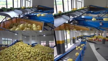 柚子蜜柚水果工厂车间传送带自动分拣_3840X2160_高清视频素材下载(编号:2931209)_实拍视频